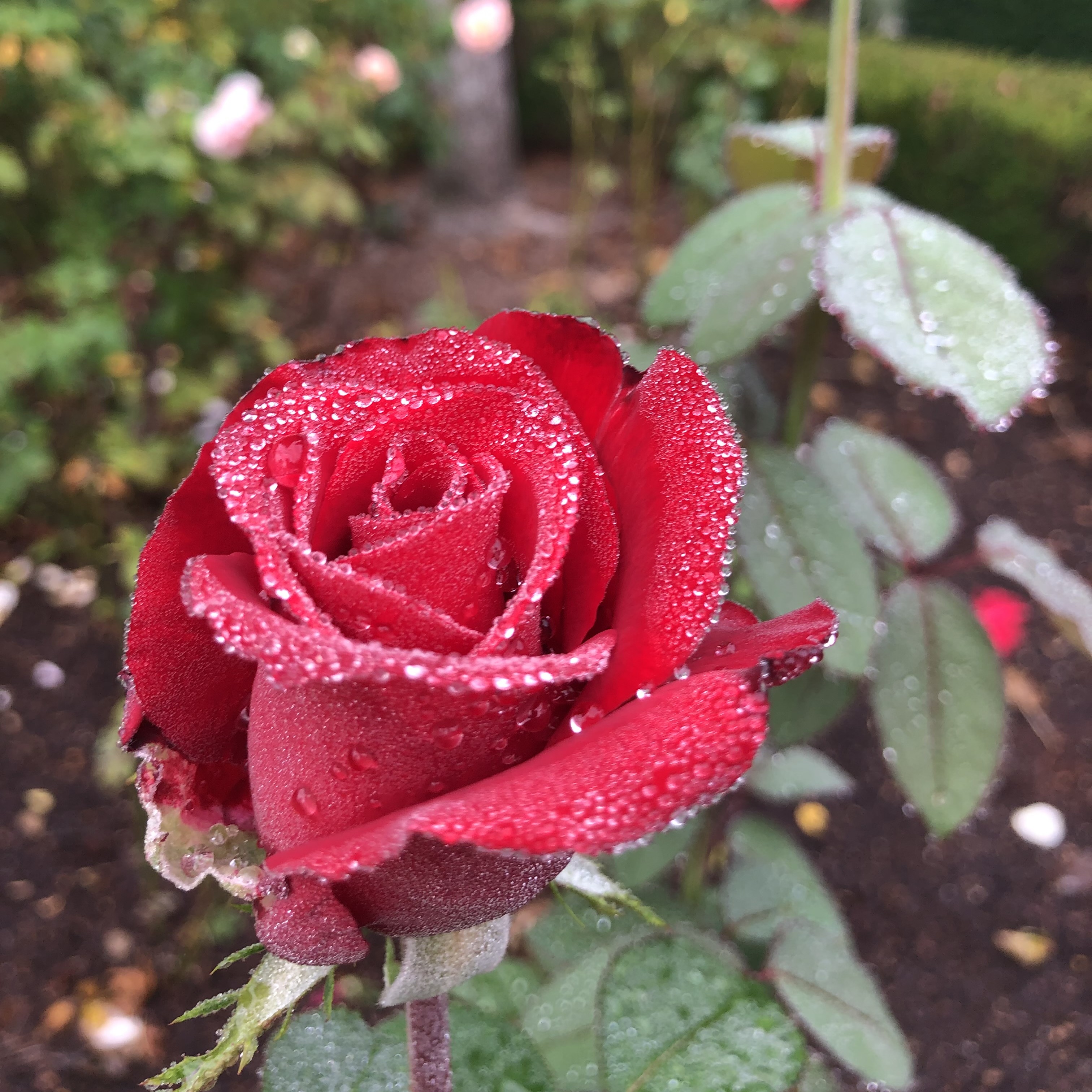 Photo of pruned rose garden